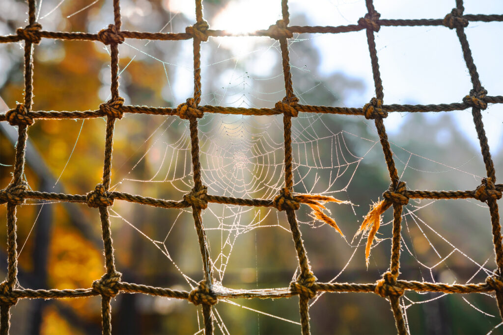 image of spider web inside a net